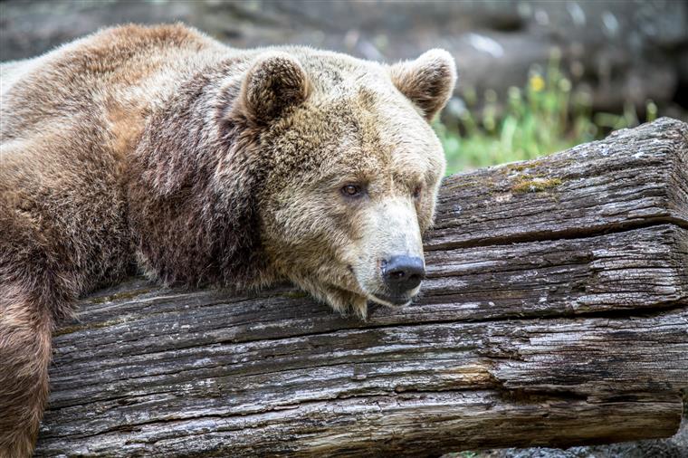 Urso-pardo de Montesinho já terá regressado para Espanha