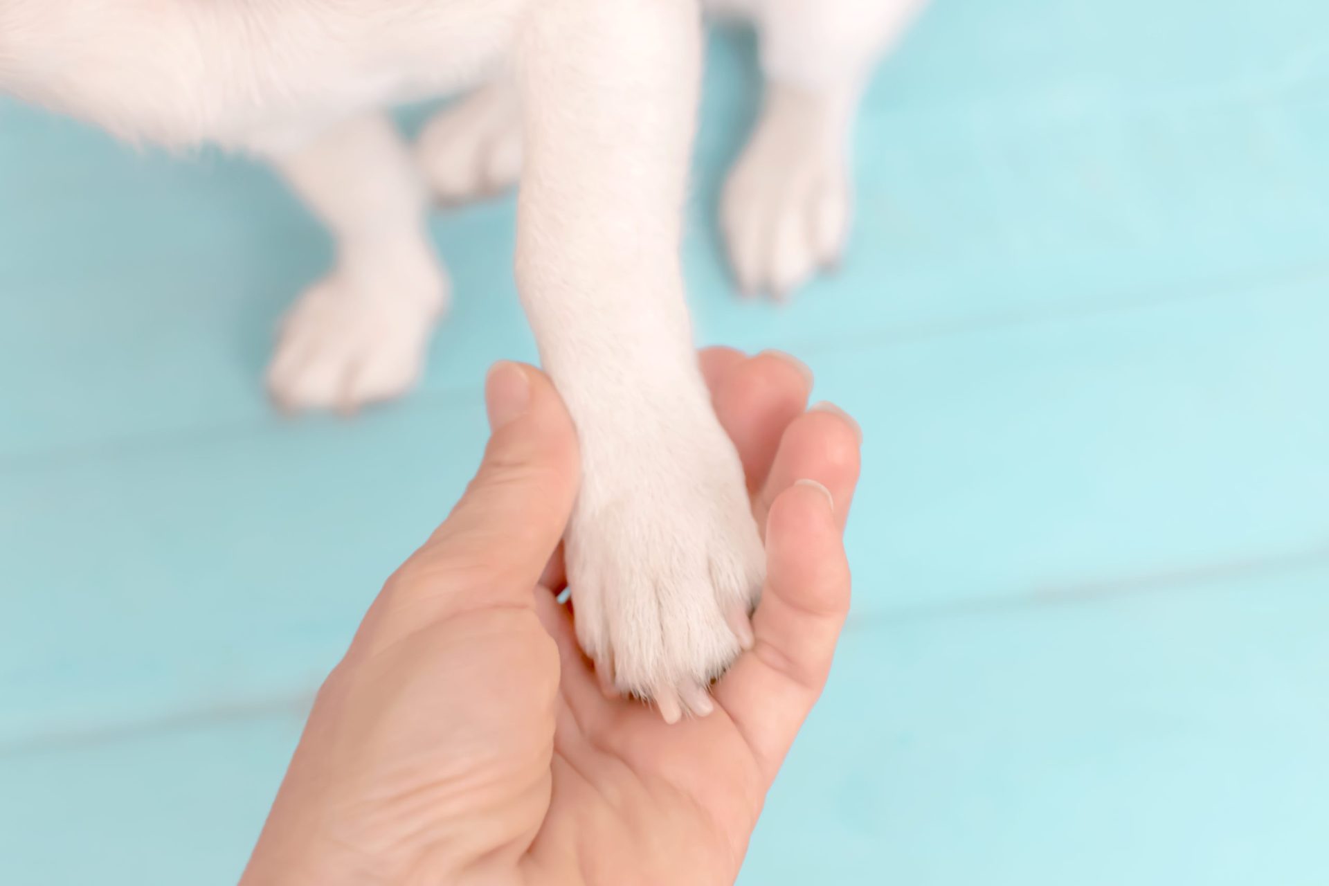 Tailândia. Cão salva bebé abandonado pela mãe