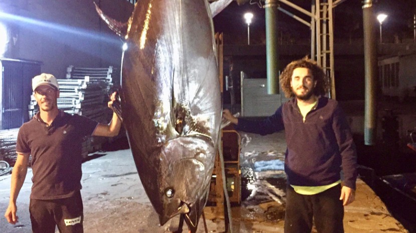 Recorde. Atum com mais de 400 quilos pescado no Funchal