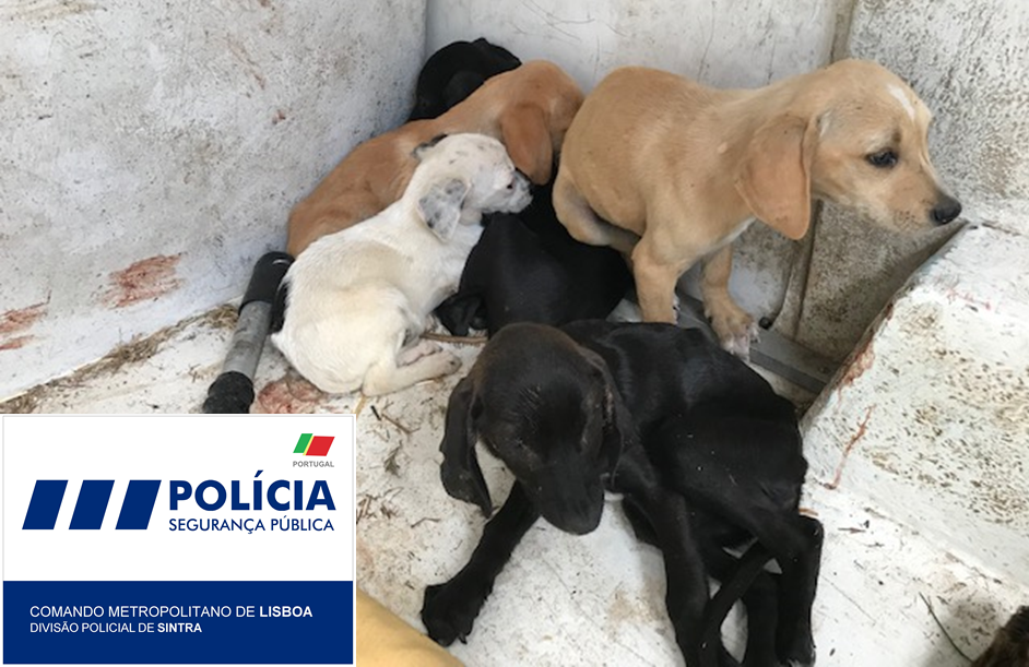 PSP resgata cães que sofriam de maus tratos