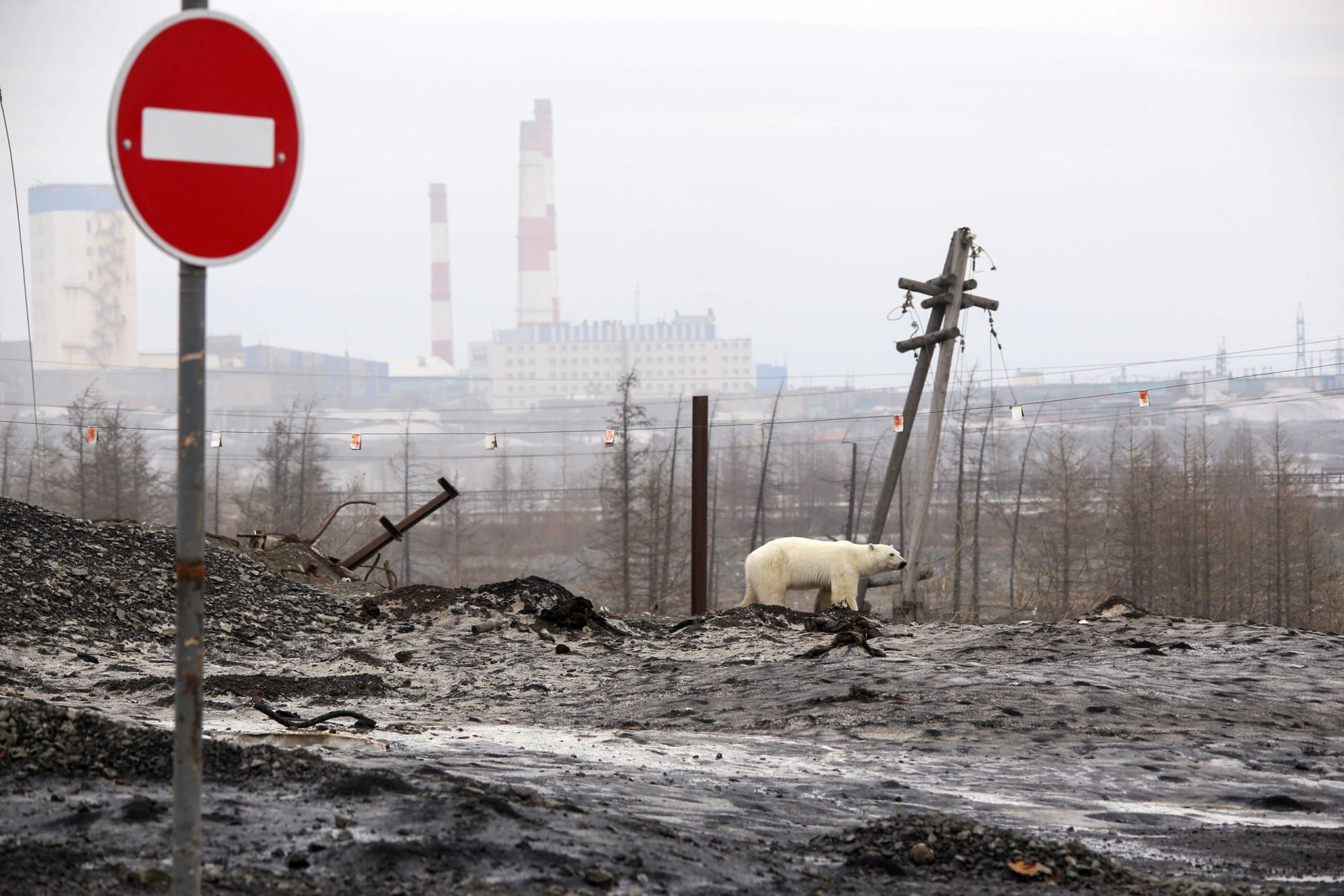 Cidade da Sibéria recebe visita de urso polar esfomeado a 1500 km de casa