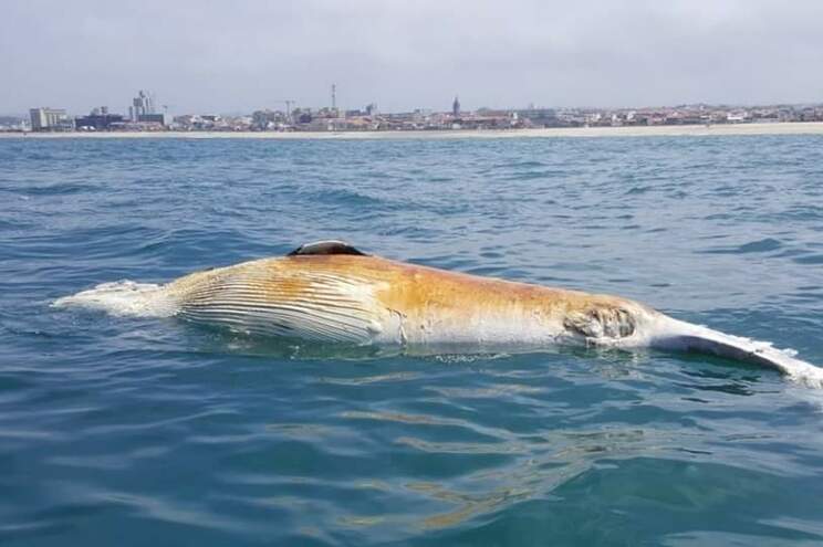 Encontrada baleia morta na praia de Espinho