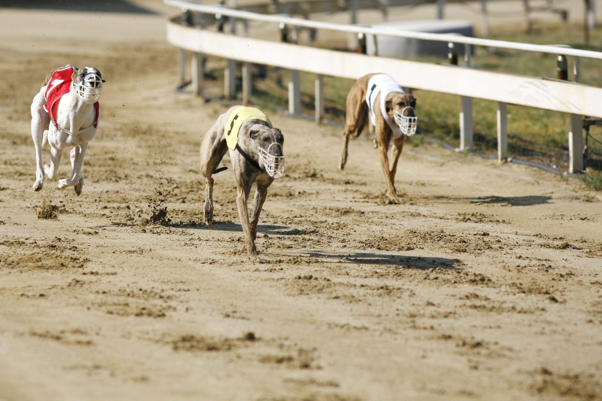PAN e BE lutam para proibir corrida de cães. Proposta vai ser discutida no próximo dia 2