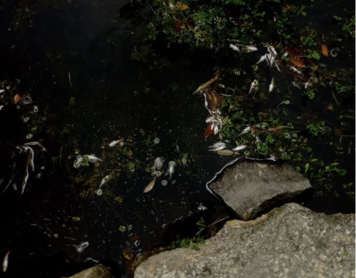 Poluição mata peixes em rio de Barcelos