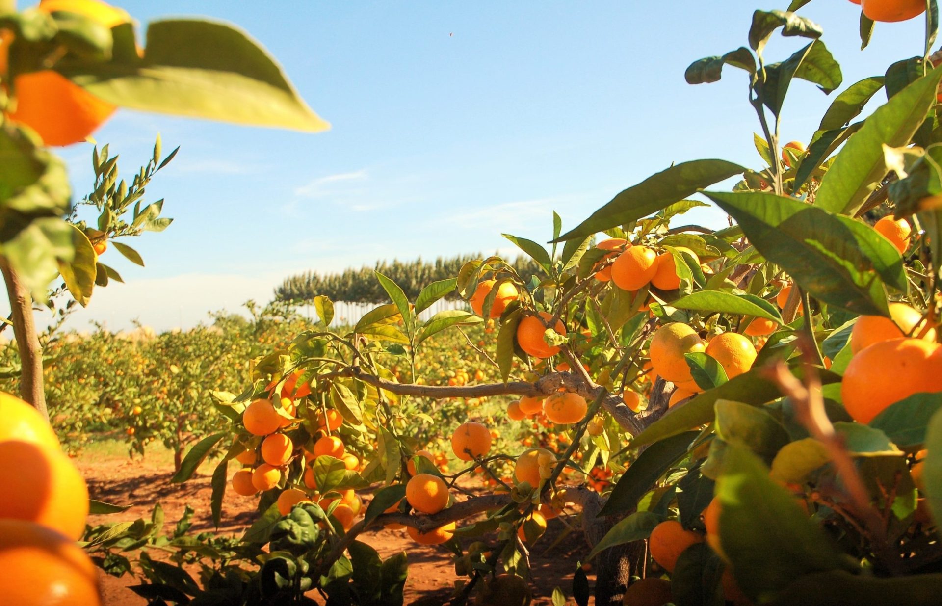 Agricultura. Produção de laranja atinge valores recorde