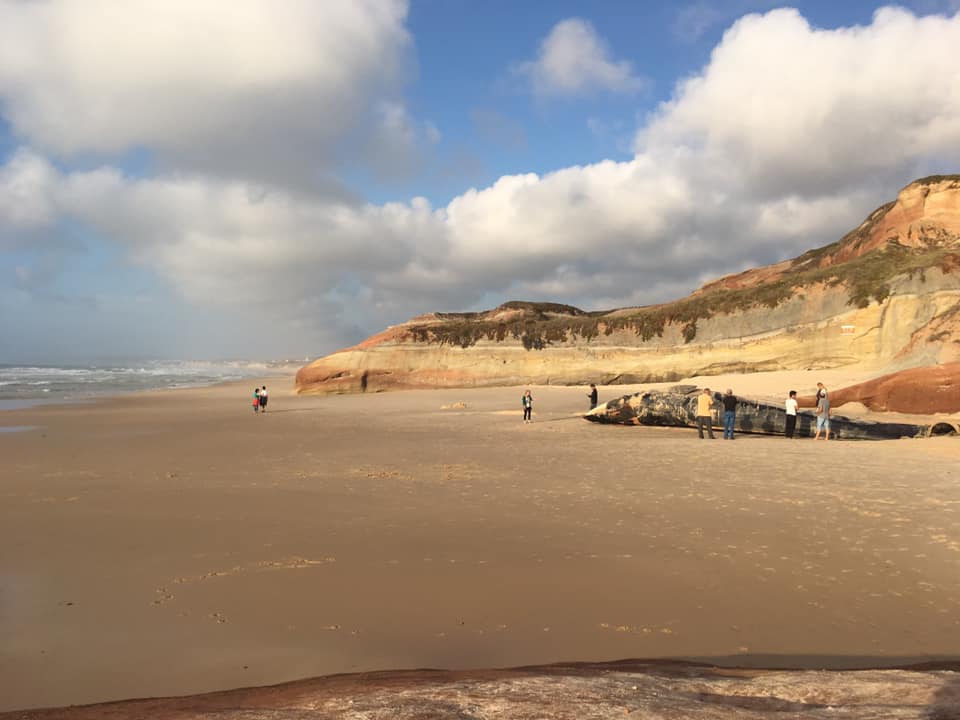 Baleia de 16 metros dá á costa numa praia em Peniche