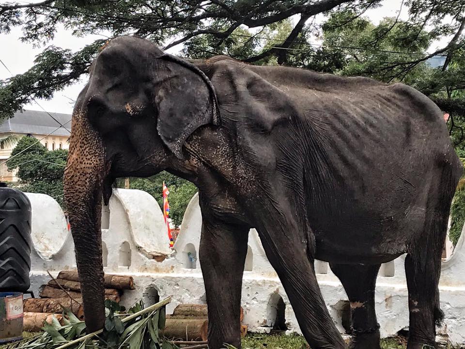 Elefante de 70 anos é obrigada a “abençoar” turistas todas as noites no Sri Lanka