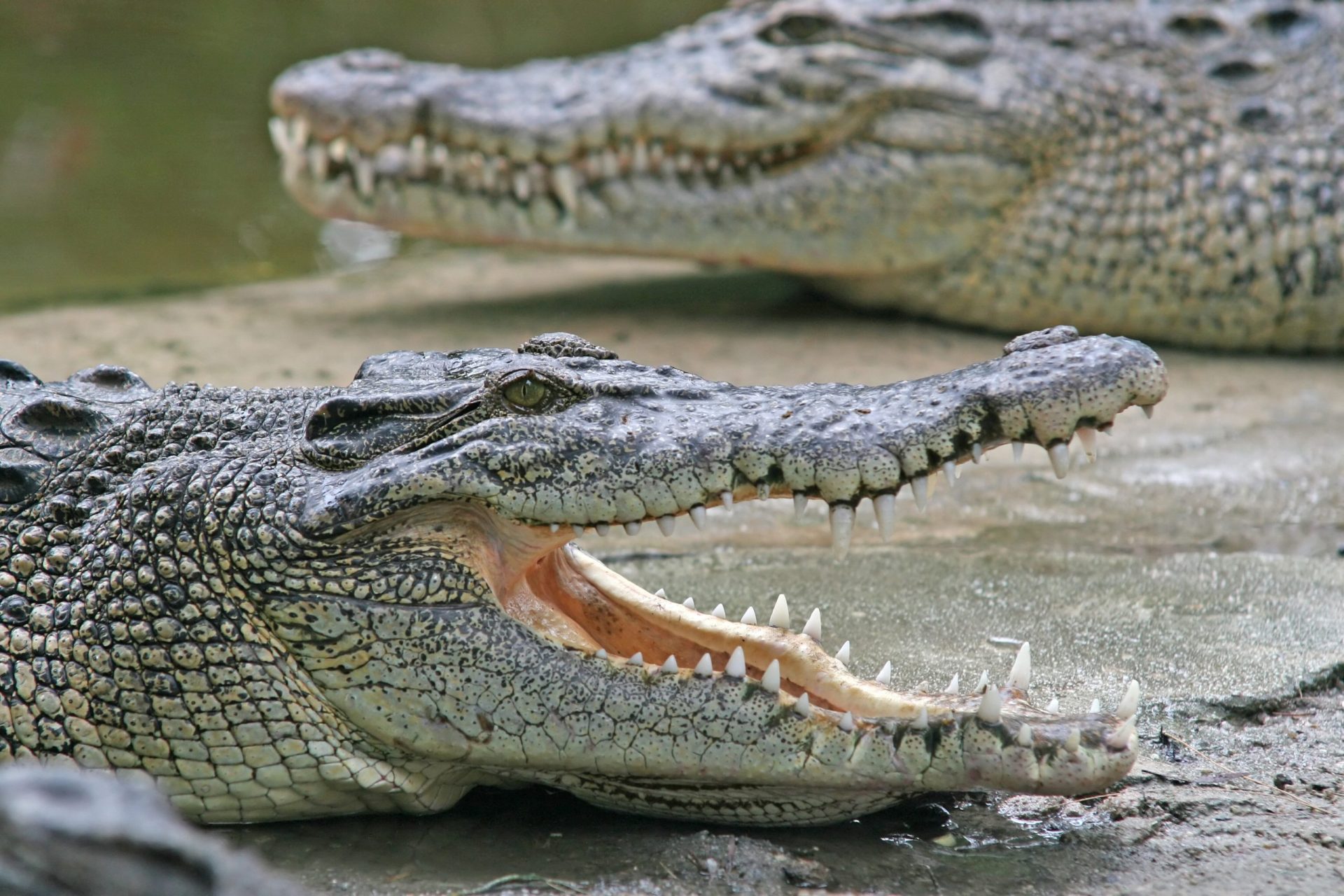 Crocodilo mata criança de 10 anos nas Filipinas