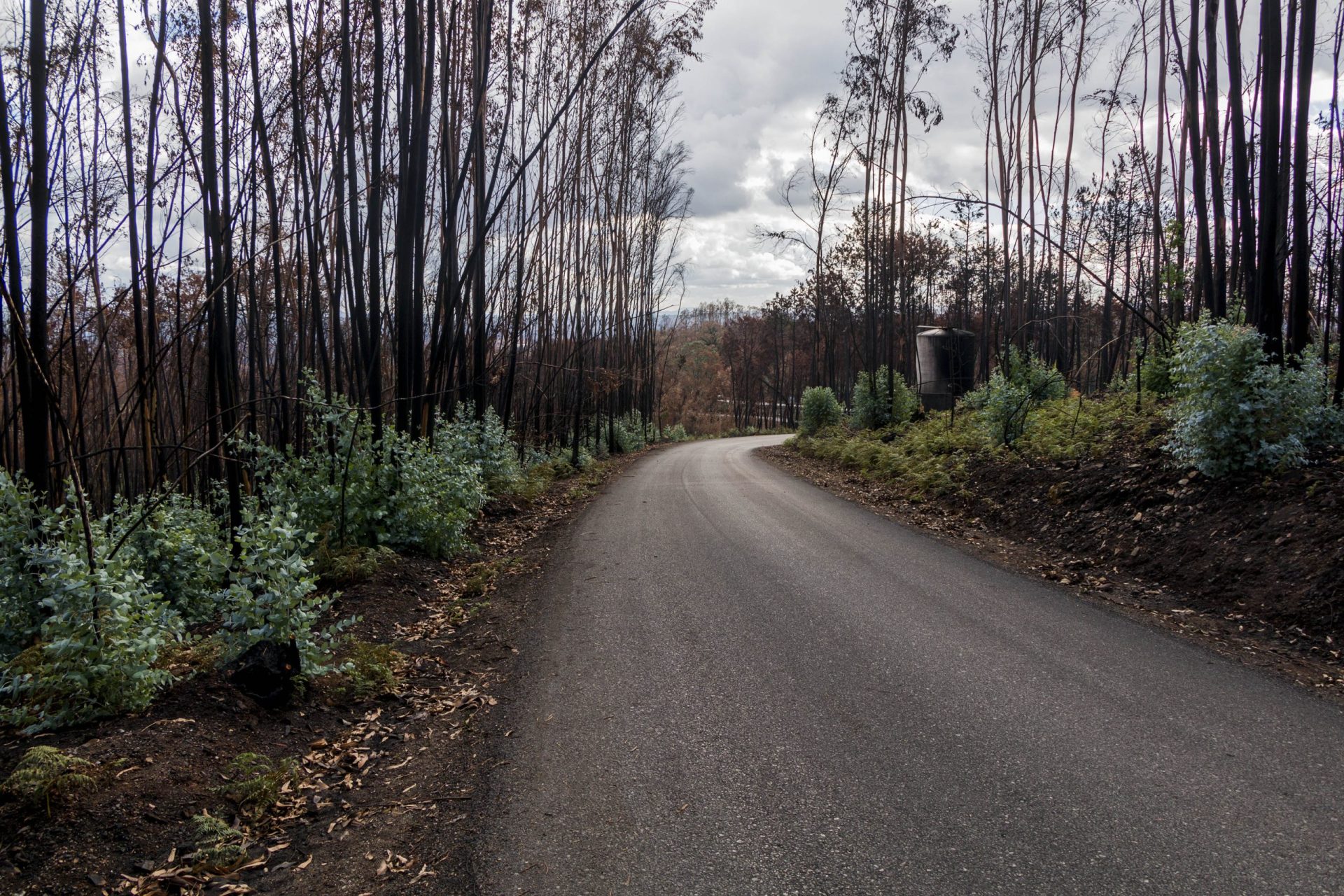 3800 hectares ardidos no Pinhal de Leiria renderam 13.6 milhões de euros