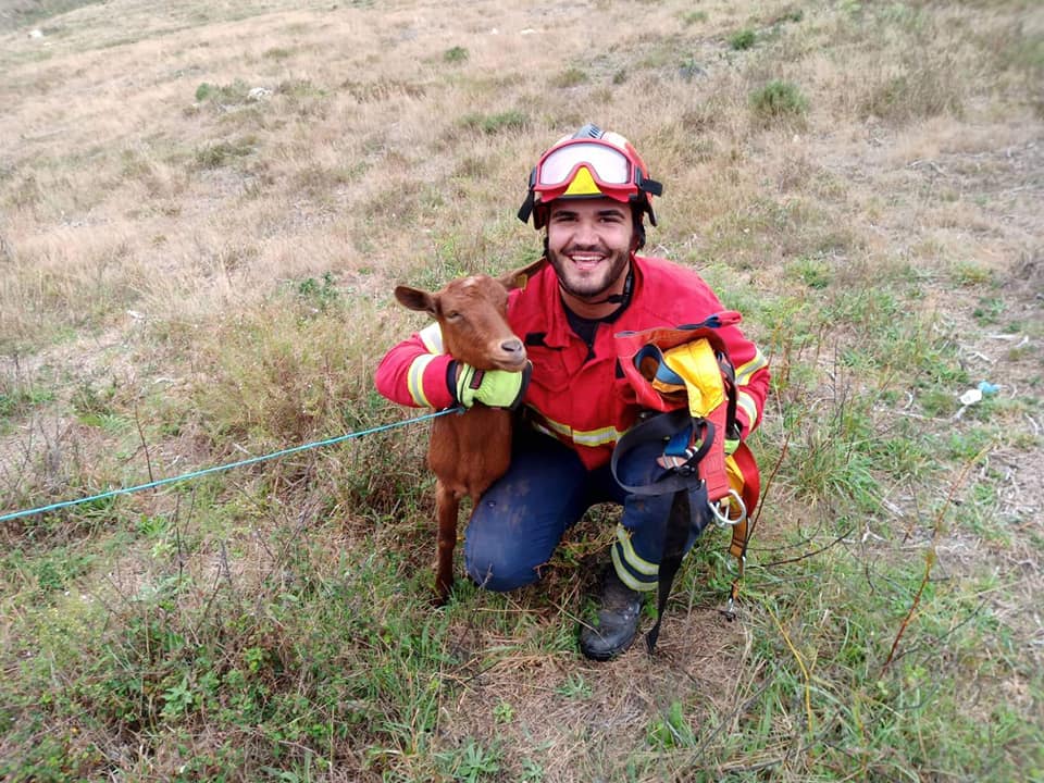 Cabra salva de poço pelos Bombeiros de Vila Verde