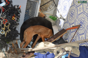 Dois cães abandonados em quarto trancado sem condições de higiene ou alimentação