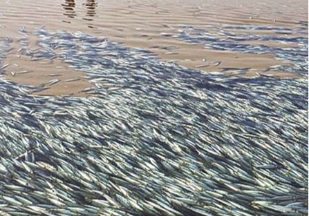 Milhares de peixes mortos dão à costa na praia da Fonte da Telha