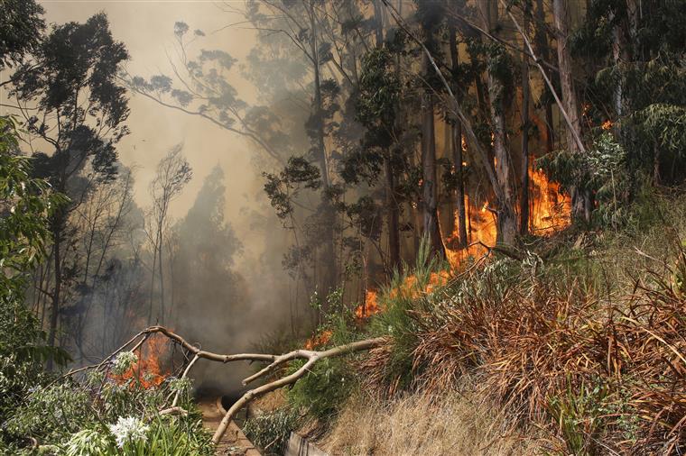 Temperaturas descem, mas dezenas de concelhos estão em risco máximo de incêndio esta segunda-feira