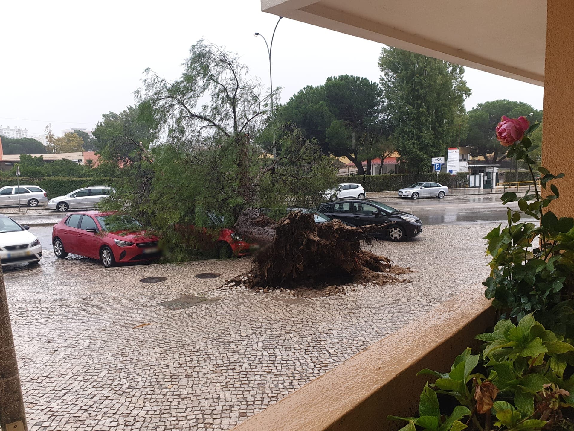 Depressão Bárbara. Carros atingidos por árvore de grande porte em Setúbal