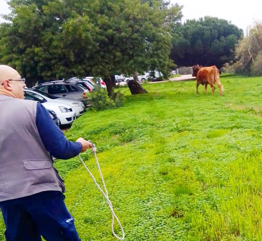 Vaca e caprino visitam Amadora-Sintra