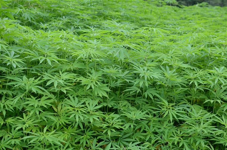 Cinco empresas já receberam luz verde do Infarmed para cultivar canábis para fins medicinais