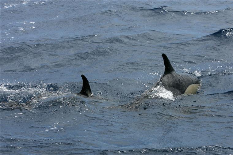 ICNF diz que morte de golfinhos no Sado está relacionada com “condições climatéricas extremas”
