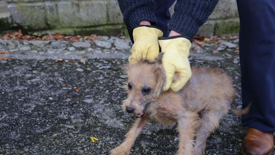 Seia. GNR resgata 25 cães que viviam sem condições de higiene