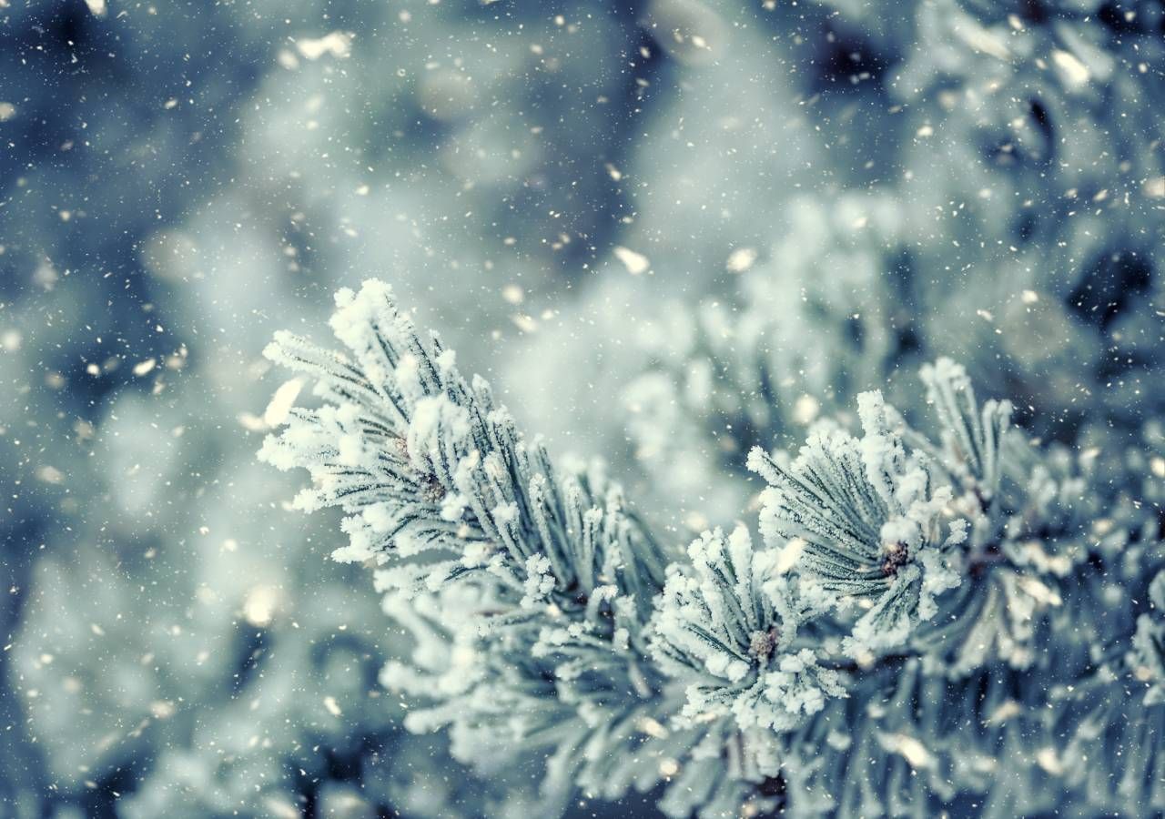 O primeiro nevão no país já levou ao corte de estradas e ao encerramento de escolas