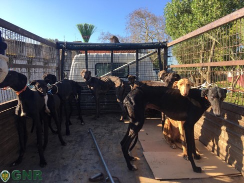 GNR divulga fotos dos cães subnutridos do cavaleiro João Moura