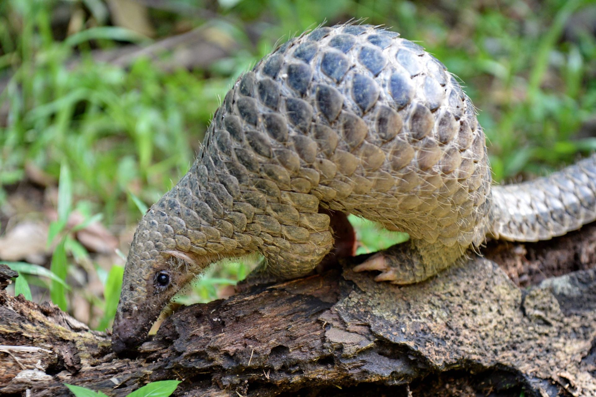 Cientistas chineses descobriram vírus no pangolim com 99% de semelhanças com 2019-nCoV