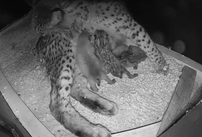 Nasceram nove linces-ibéricos em Portugal nos últimos dias (com vídeo)