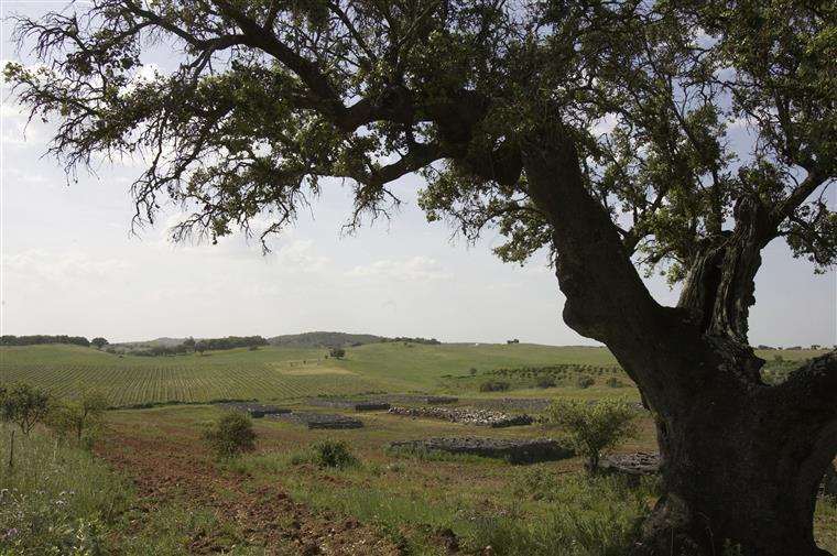 Confederação dos Agricultores de Portugal considera decisão da Europa “necessária” mas “insuficiente”