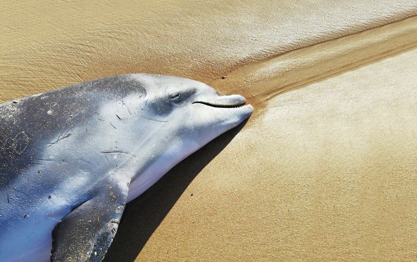 Golfinhos mortos nas praias. Um fenómeno, várias teorias