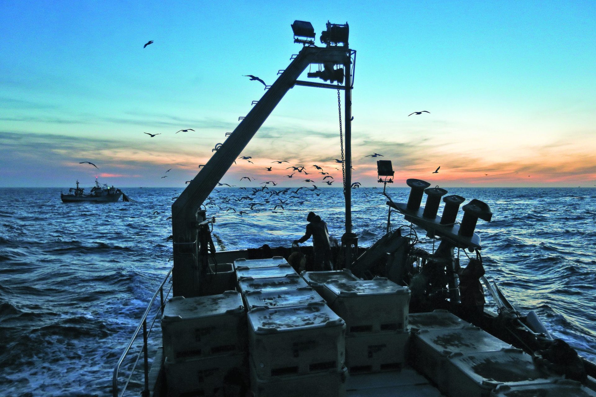 Pesca da sardinha pode ser reforçada