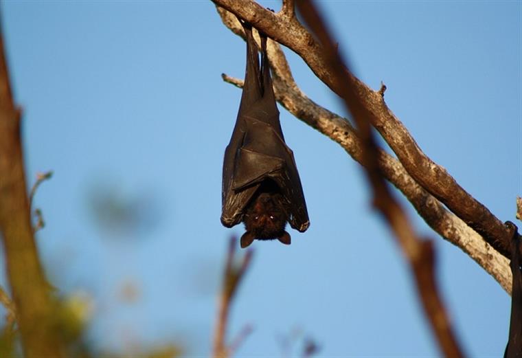 OMS desaconselha encerramento de mercados de animais vivos