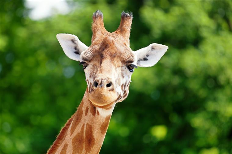 Jardim Zoológico de Lisboa reabriu hoje ao público