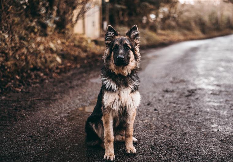 Populares resgatam animais de canis em Valongo que estavam &#8220;em condições nauseabundas&#8221;