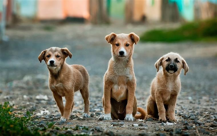 Diretor-geral da Alimentação e Veterinária demite-se após incêndio em Santo Tirso