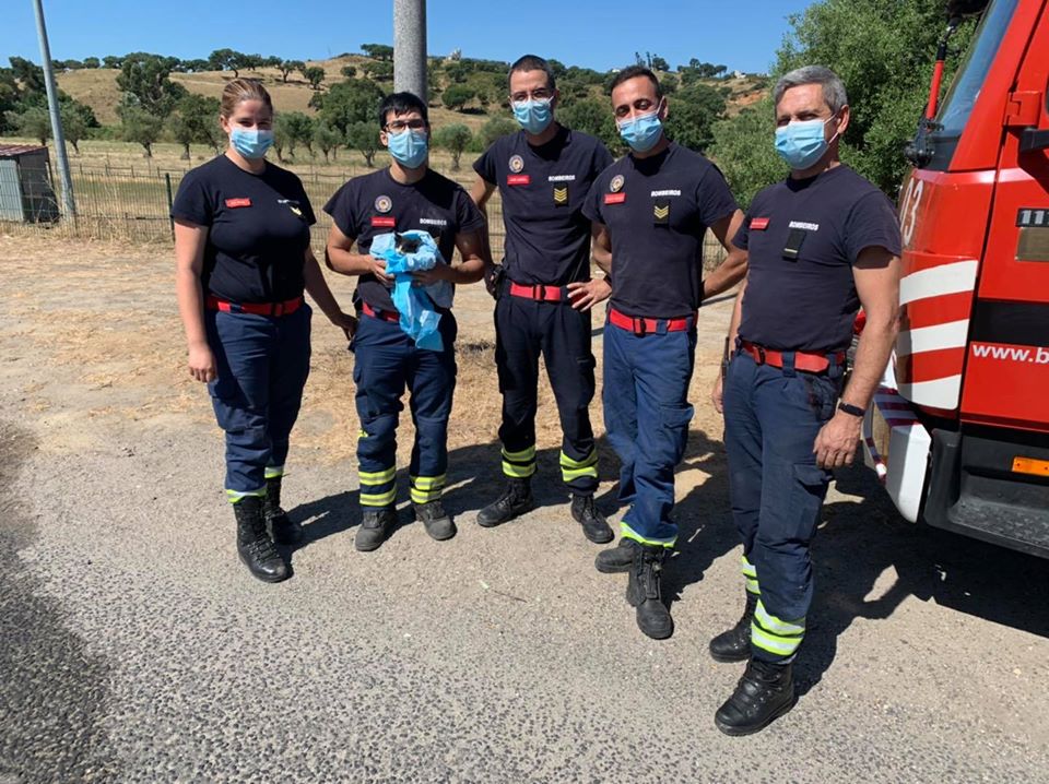 Após ser resgatada de sarjeta, gata acabou adotada por bombeira