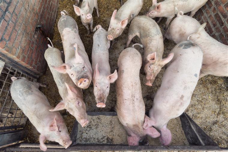 ‘Lets talk about pork from Europe’. Bruxelas investe 7,5 milhões de euros em campanha de ‘desmistificação’
