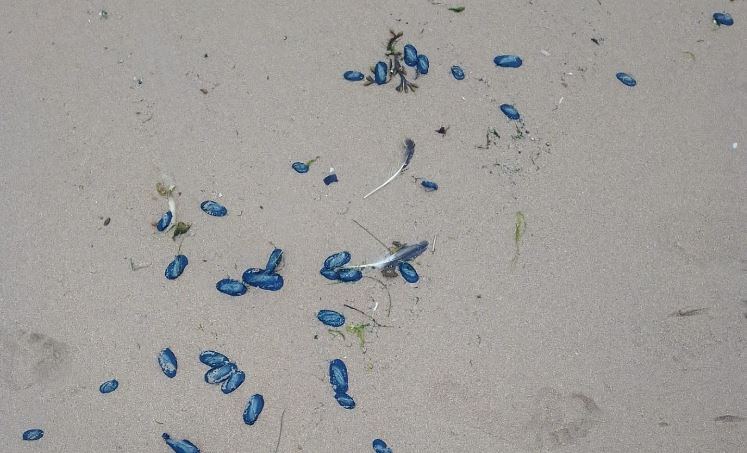 Levantada interdição a banhos nas praias de Carcavelos e São Pedro do Estoril e hasteada bandeira vermelha na praia do Magoito