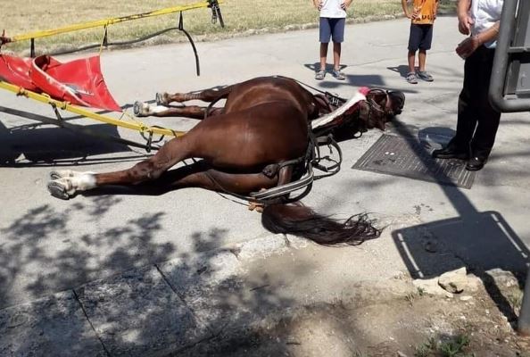 Itália. Cavalo morre a puxar carroça para transportar turistas