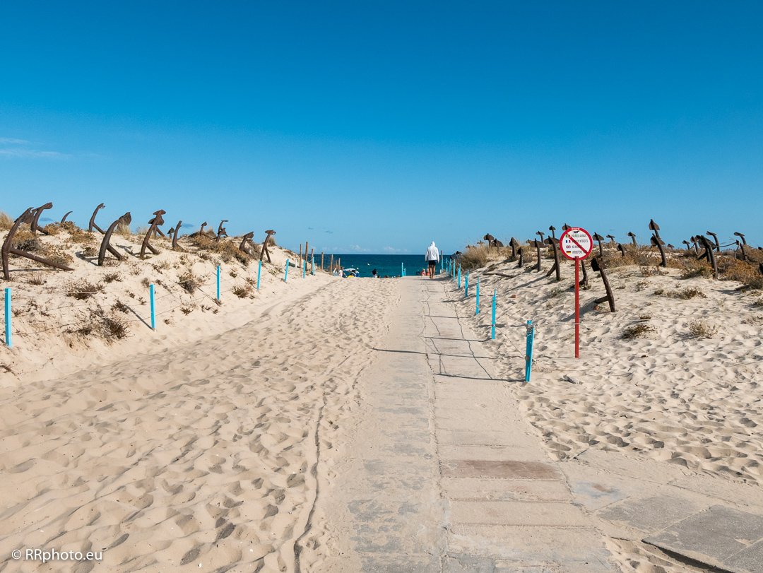 Tubarão em praia do Algarve