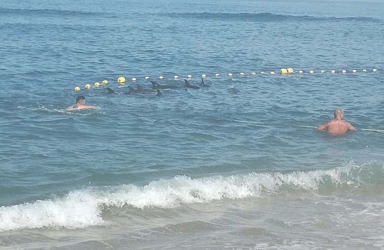 Golfinhos ficaram presos em redes de pesca na praia de Mira