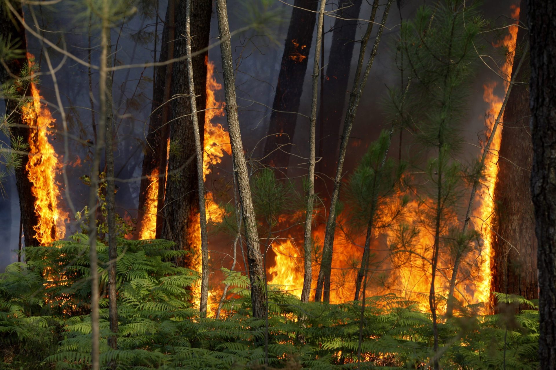 Fogo que deflagrou há dois dias em Oliveira de Frades em resolução