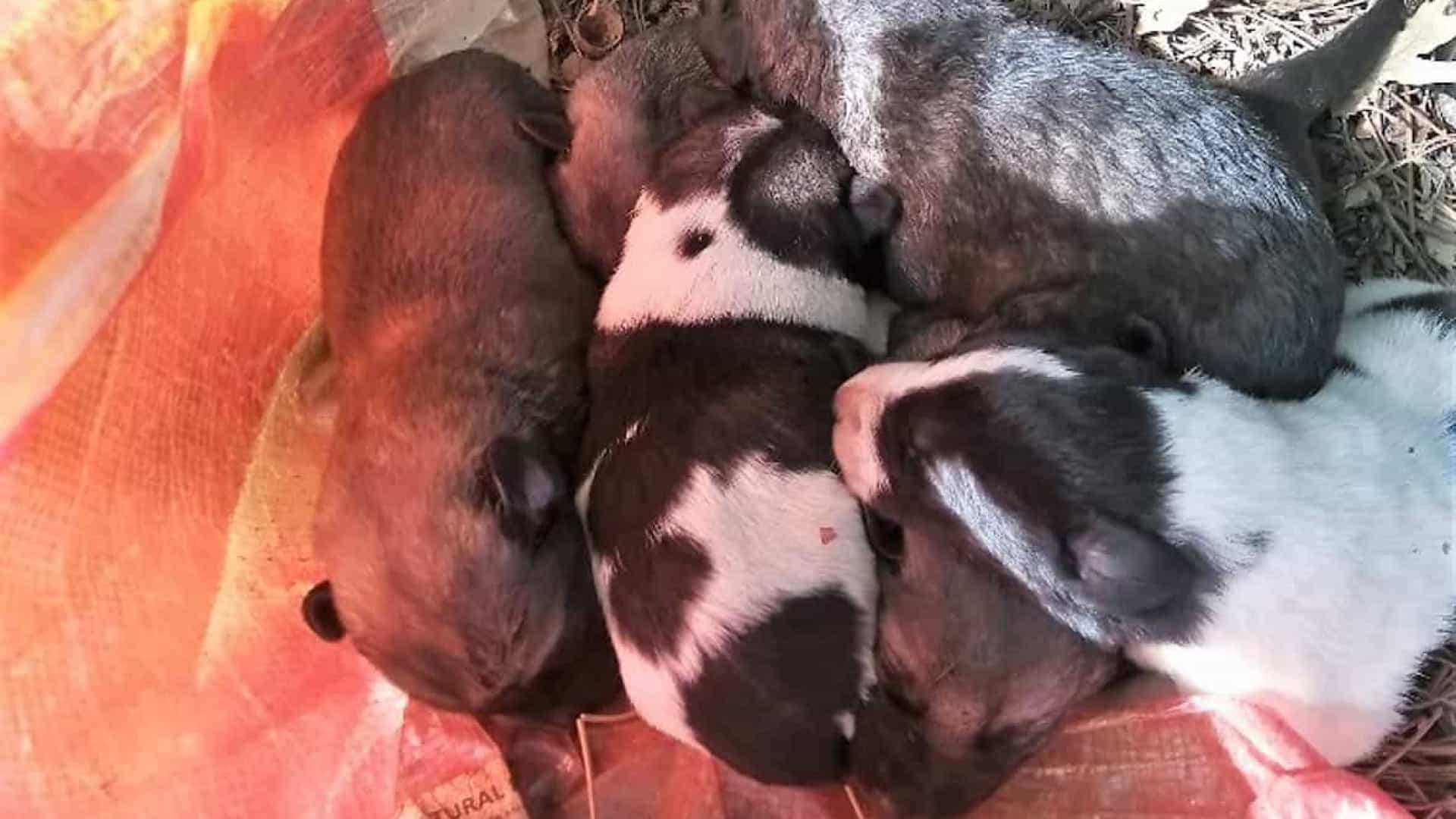 Fundão. GNR resgata oito cães recém-nascidos abandonados dentro de saca