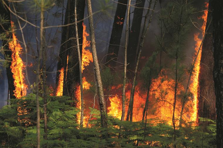 Não se registava um número tão reduzido de incêndios rurais, entre janeiro e setembro, desde 2011