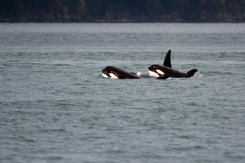 Grupo de Orcas ataca embarcação de pesca com dois tripulantes em Setúbal