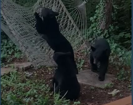 Família surpreendida por três pequenos ursos a brincar na sua cama de rede | VÍDEO