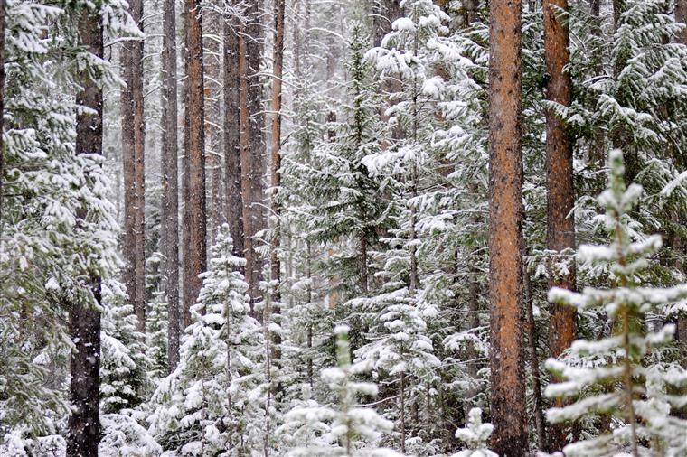 Temperaturas mínimas continuam a gelar Portugal até terça-feira