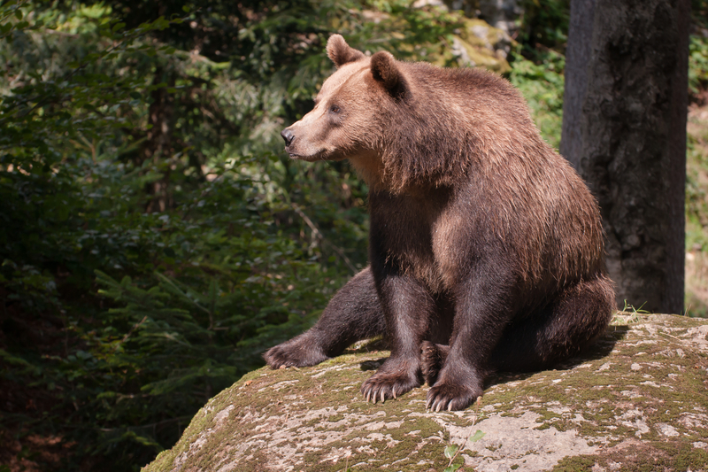 Estado norte-americano poderá permitir a caça ao urso pardo pela primeira vez em décadas