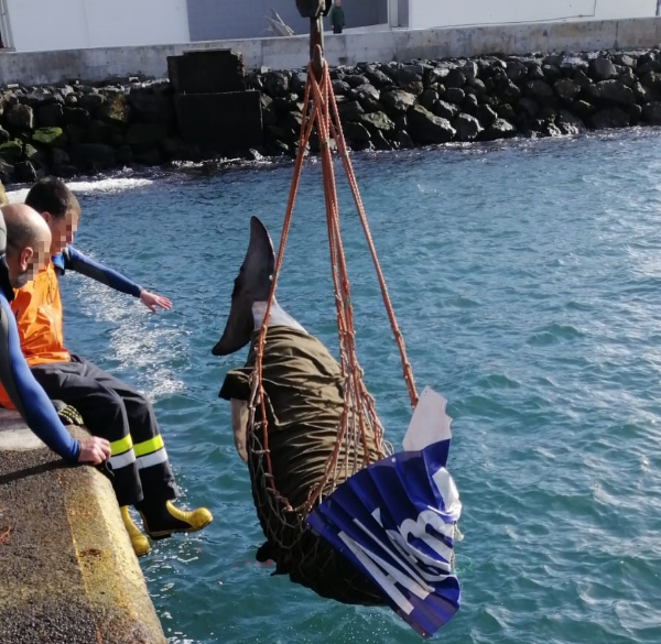 Resgatadas duas baleias na ilha do Pico. Um dos animais foi encontrado já sem vida