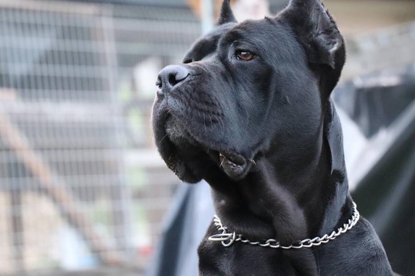 Atleta atacada por cães perigosos em Alenquer