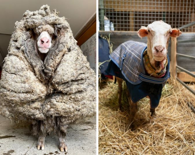 Austrália. Ovelha não foi tosquiada durante anos e acumulou mais de 35 quilos de lã