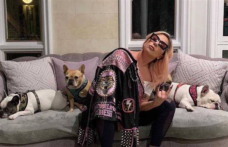 Cães de Lady Gaga já foram recuperados